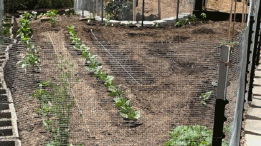 A gif showing the growth of my first year of gardening.